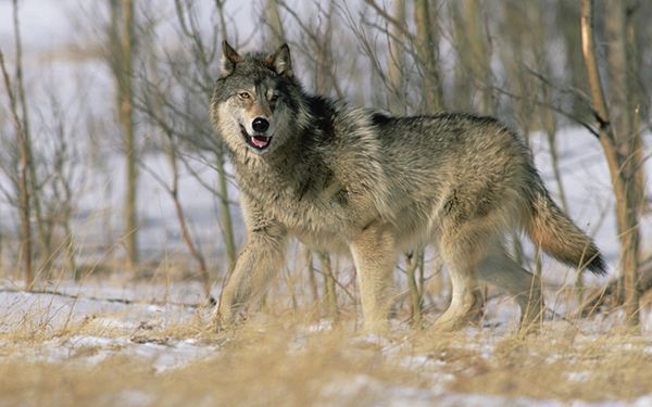 巔峰營銷課程：狼性團(tuán)隊